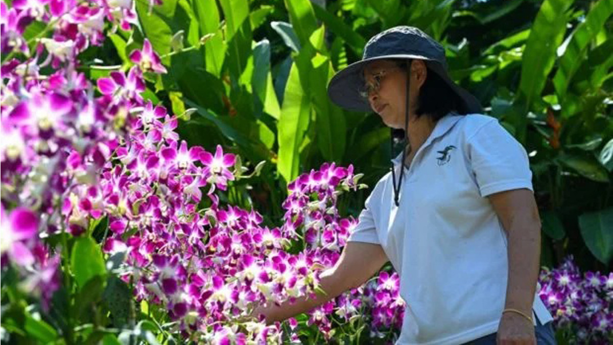 The 'majestic' Singapore orchid named in honor of Queen Elizabeth